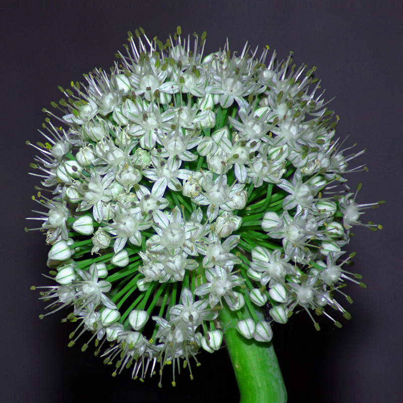Onion Seed Head by montyaus Pentax User