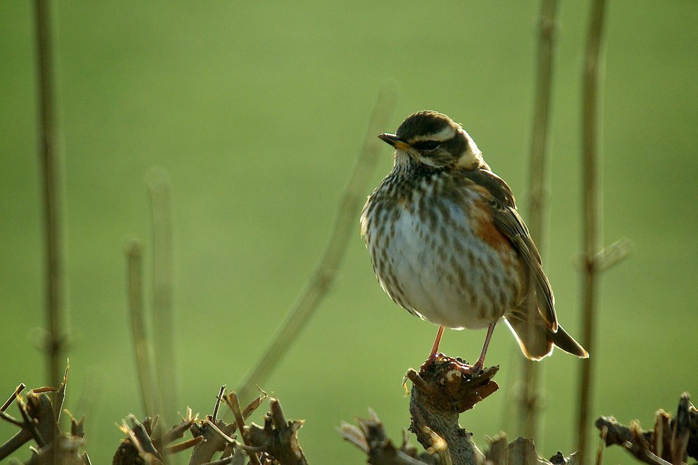 Redwing