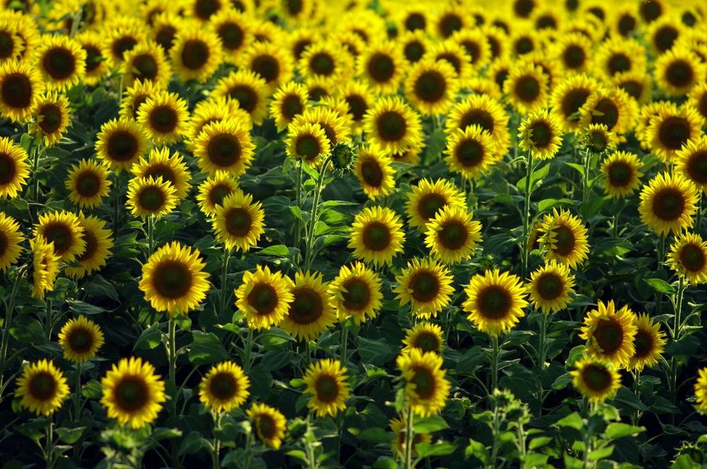 Sunny