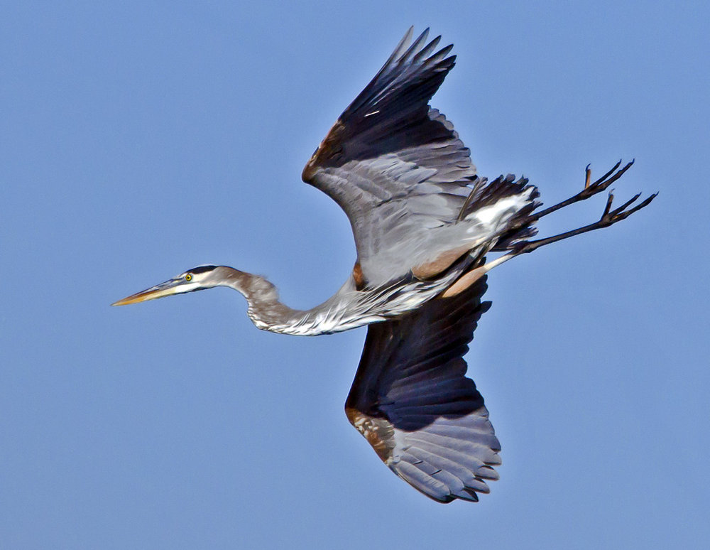 Swooping Blue