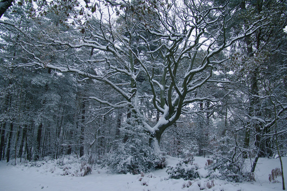 Woodland Snow