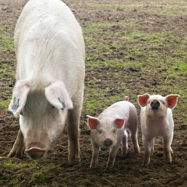 Bacon sandwich anyone?