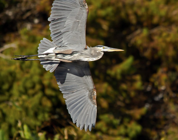 Banking Heron