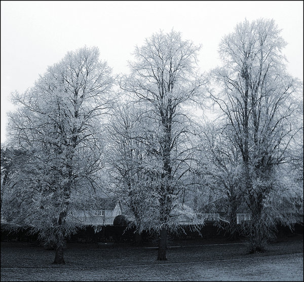 Blue with the Cold