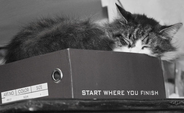 Boxing Day?...... Snapshot?
