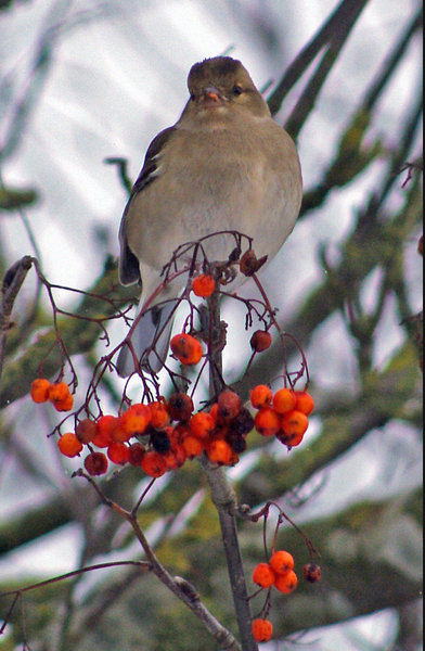 Chaffinch