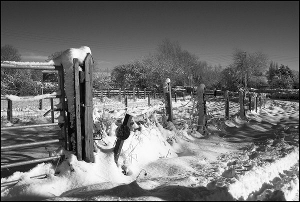 Fence Posts in the Snow