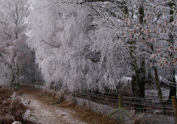 Frosty 1