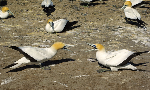 Gannet Love