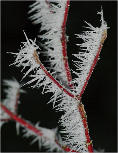 Hoarfrost on dogwood