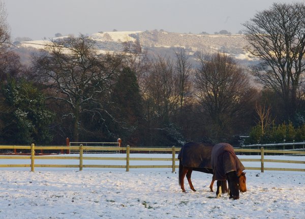 Horses