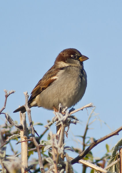 House Sparrow