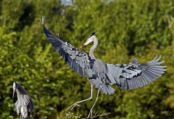 Landing Zone