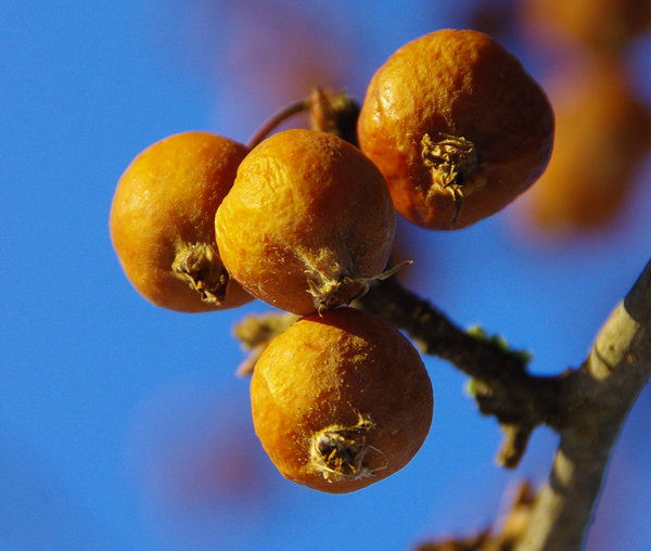 Last of the autumn fruit