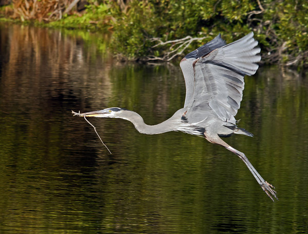 Nest Building