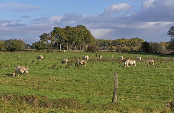 Pastoral bliss before the snow.