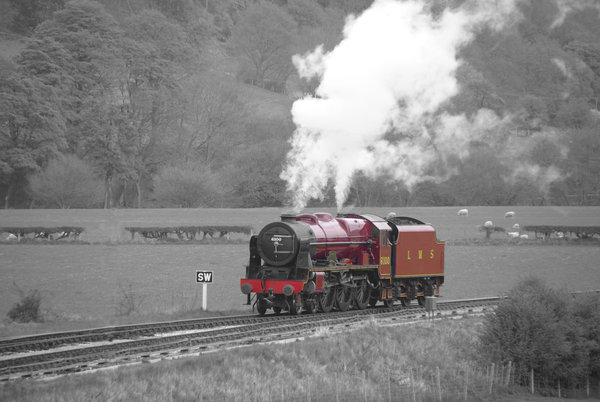 Red Royal Scot