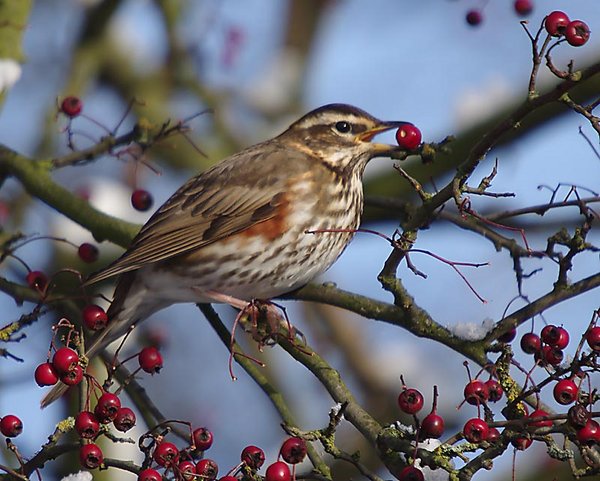 Redwing