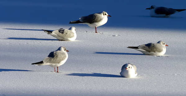 Snow Gulls