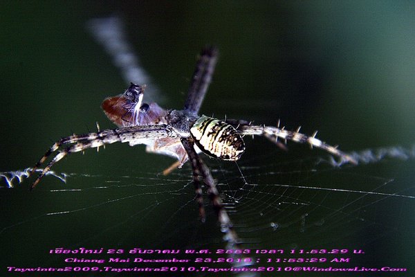 Spider Chiang Mai 23 December 2010