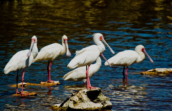 Spoonbills