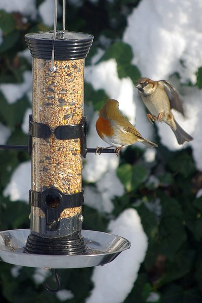 Squabble