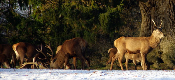 Stag Party