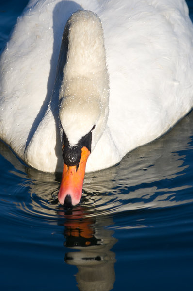 Swan