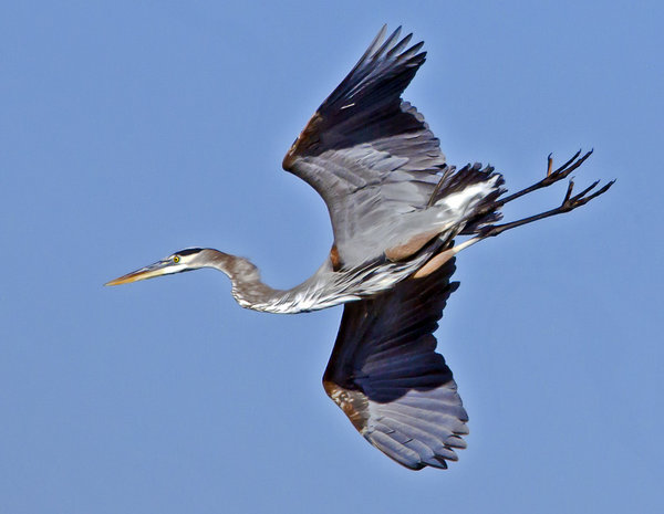 Swooping Blue