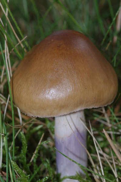 Toadstool
