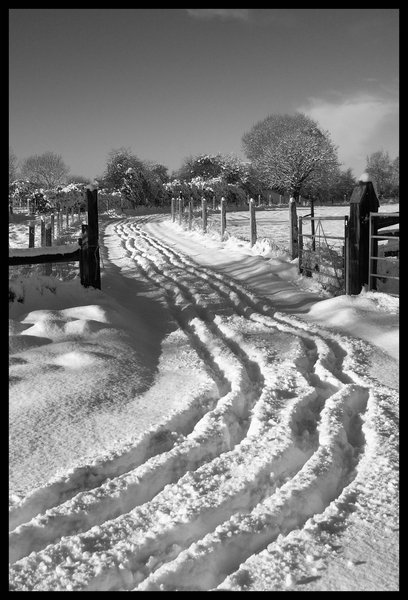 Tracks in the Snow