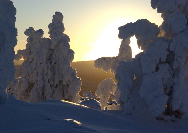 Trees burdened by snow