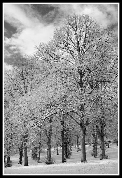 Trees in the Snow