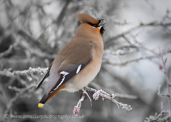 Waxwing