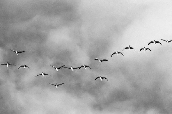 Wild Geese