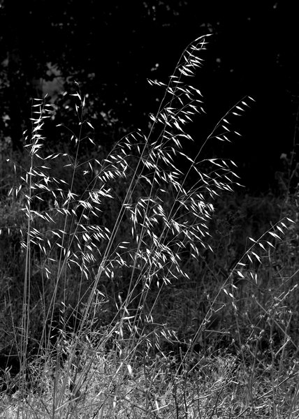 Wild Oat