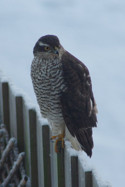 Winter Sparrowhawk