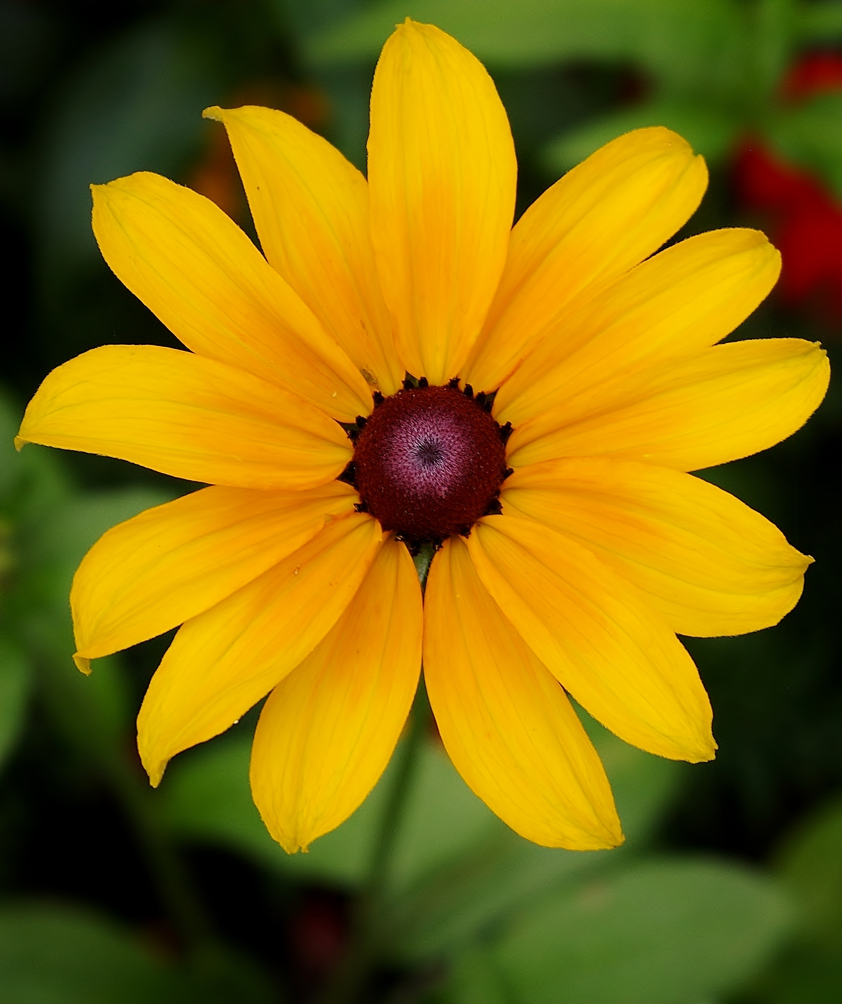 A taste of summer... Rudbeckia