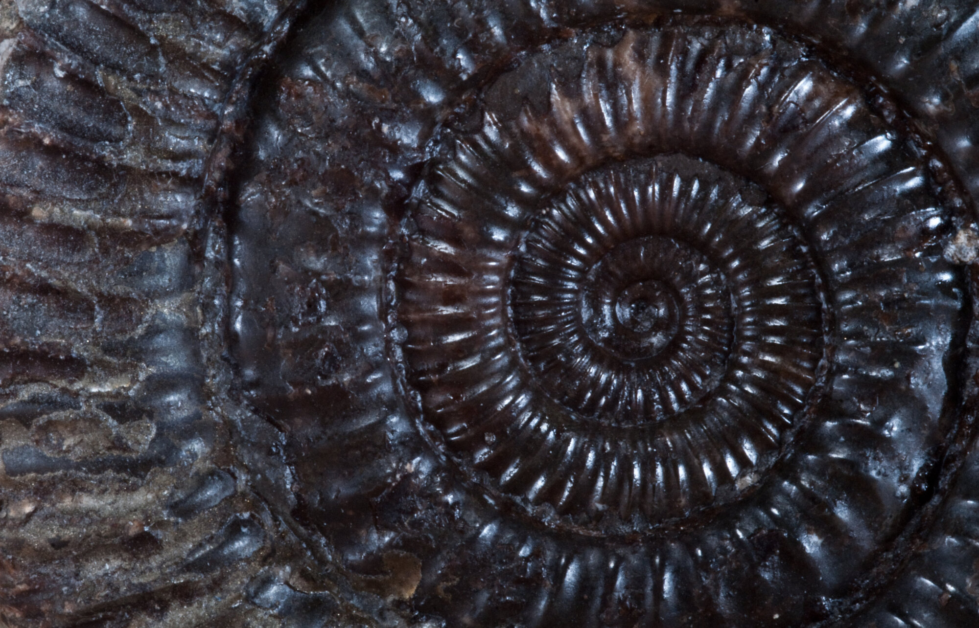 Ammonite