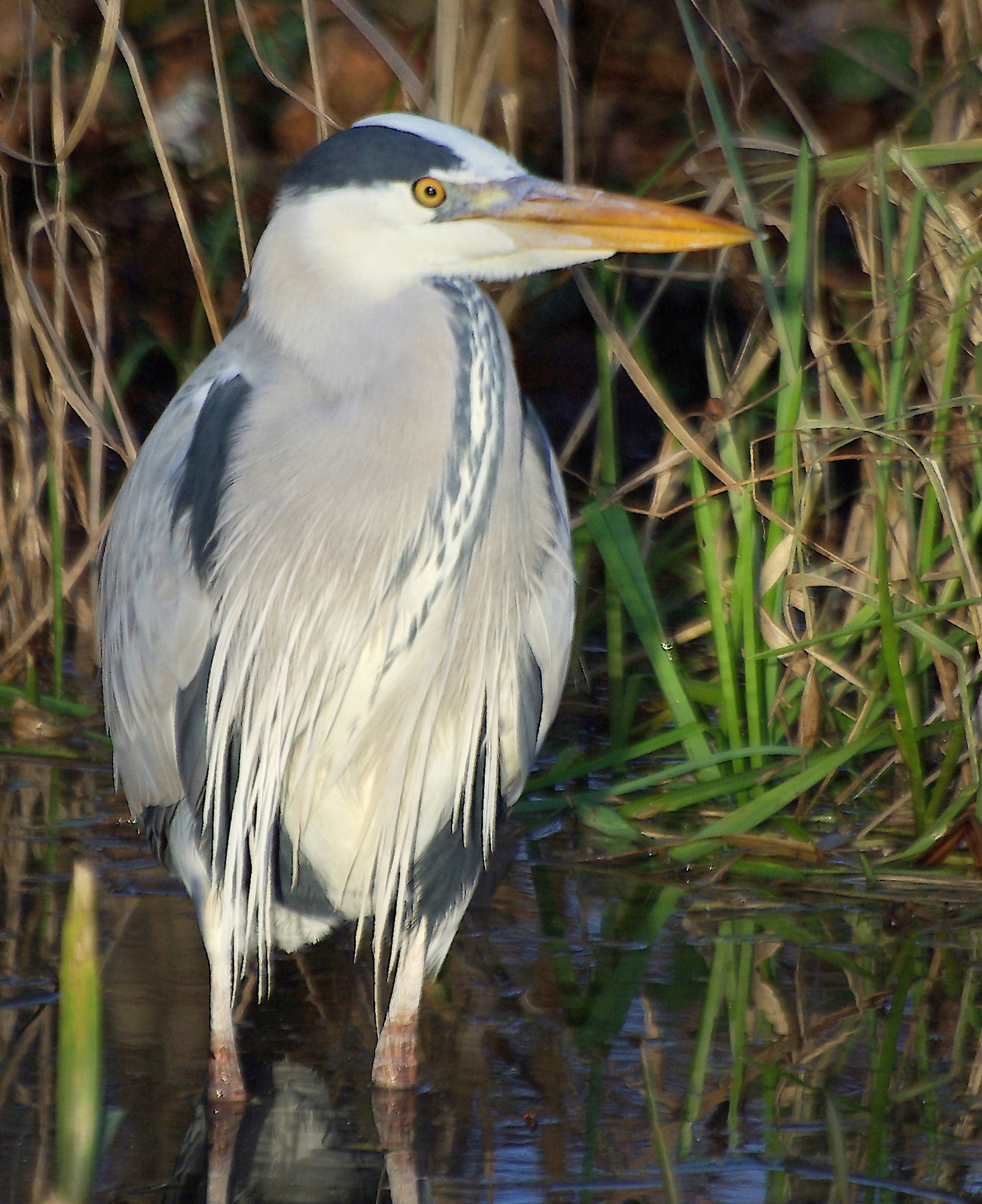Heron taken with K10d