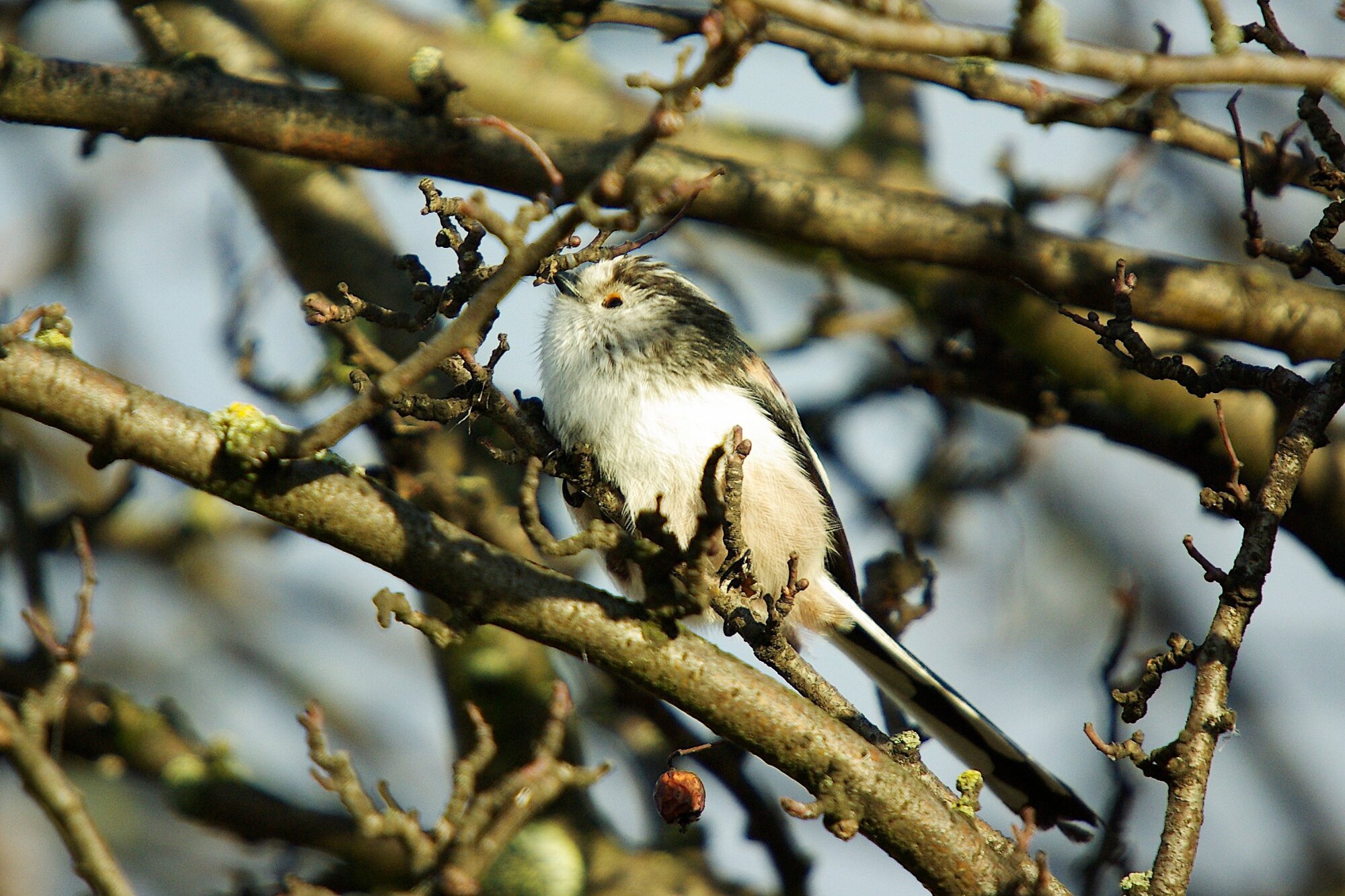 Longtailed tit