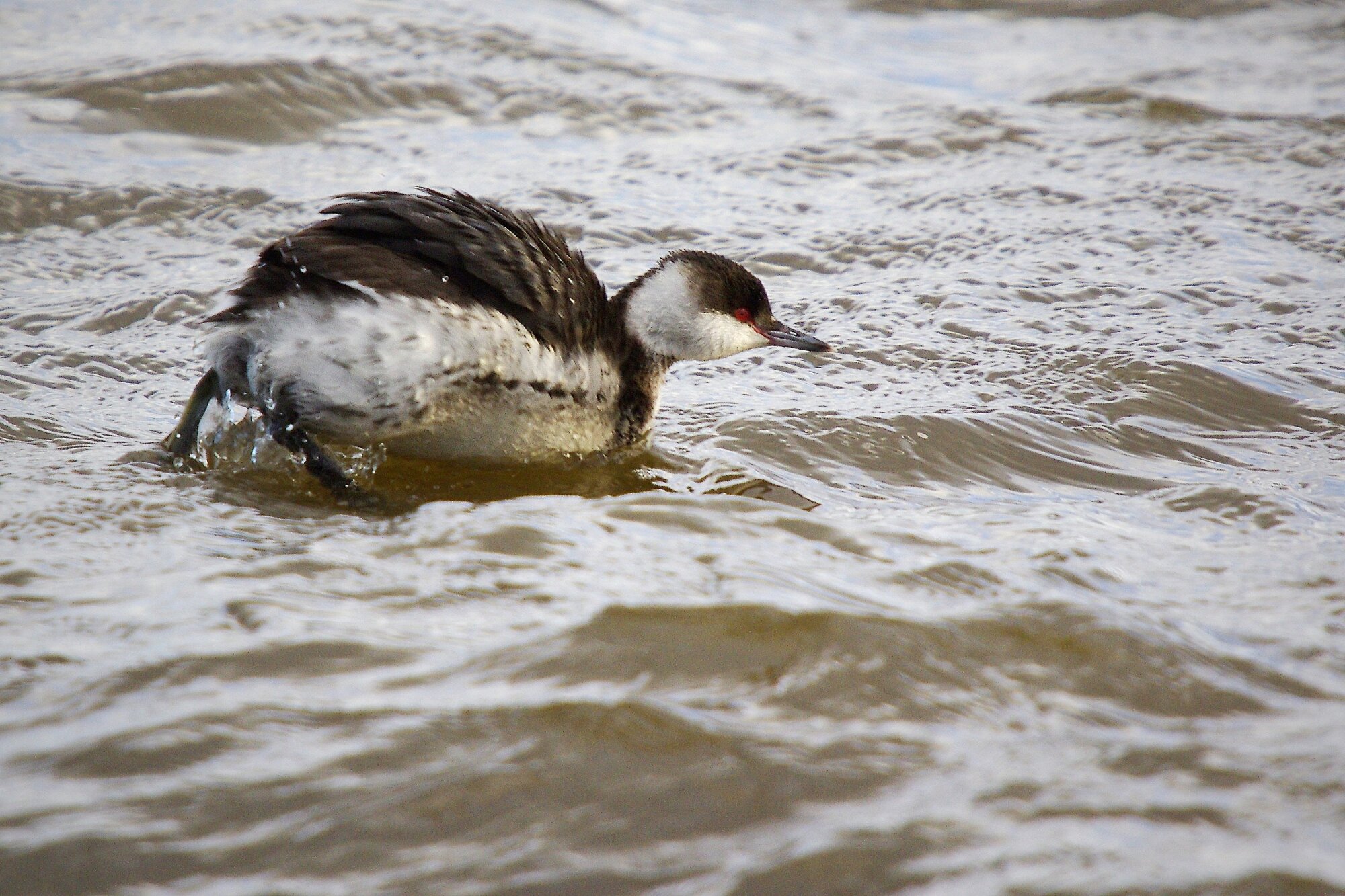 Slavonian Grebe