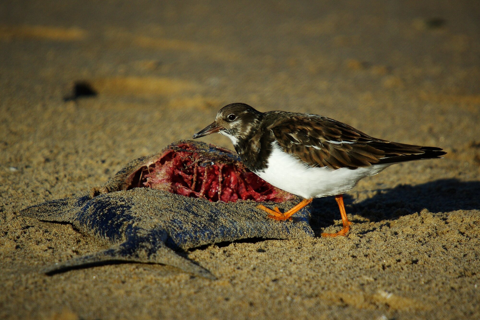 Turnstone
