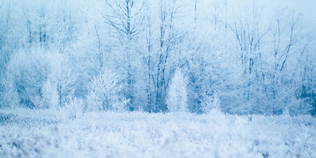 Winter in the woods