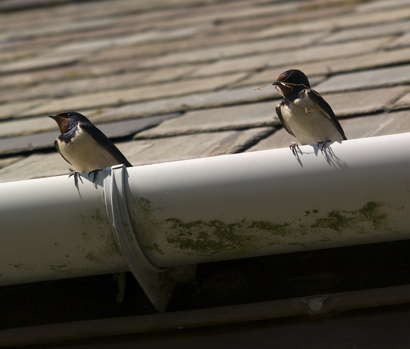 2 swallows