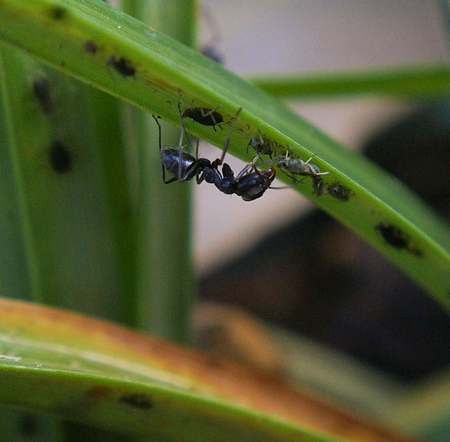 Ant