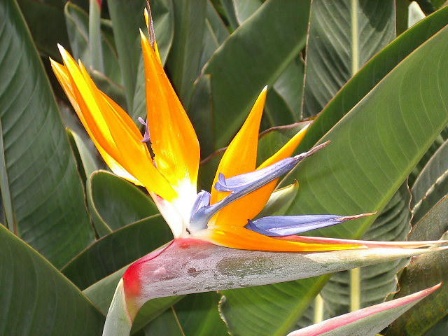 Bird of Pardise by magoo