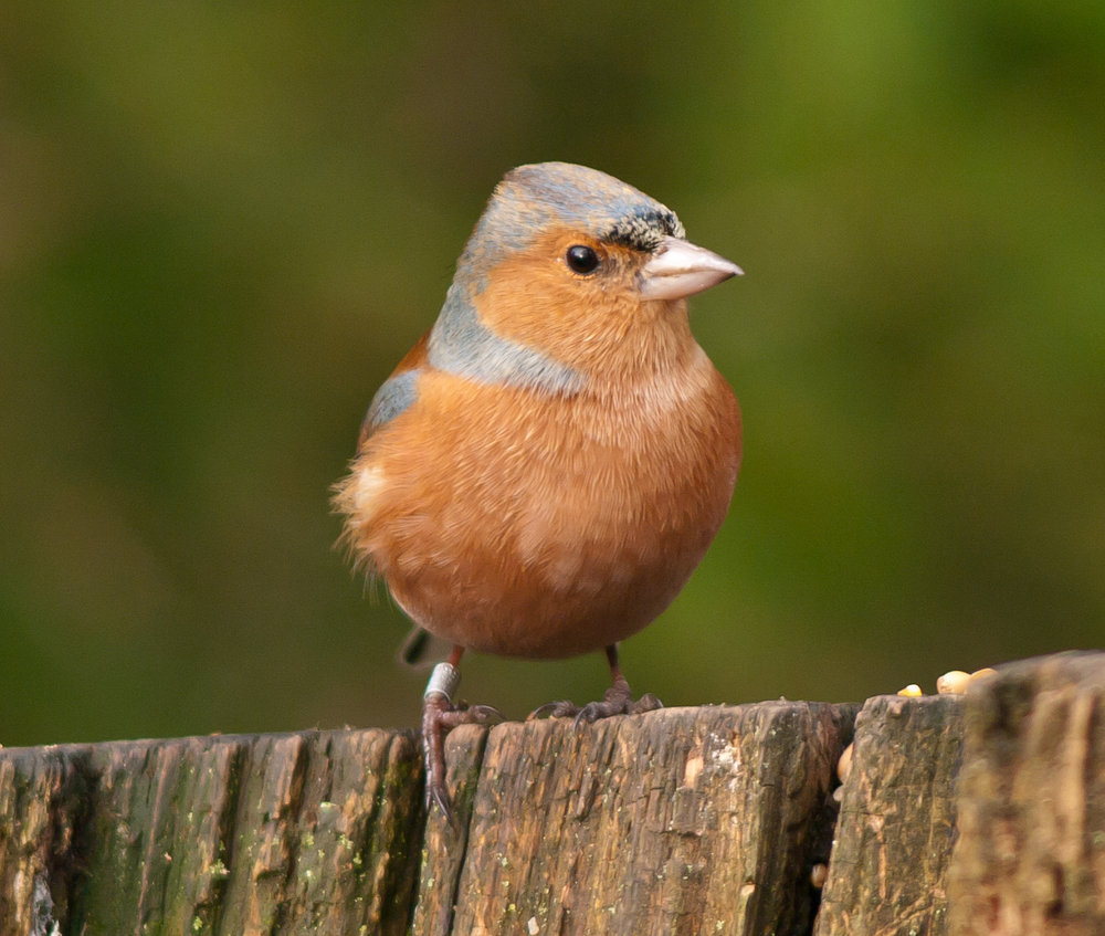 Chaffinch