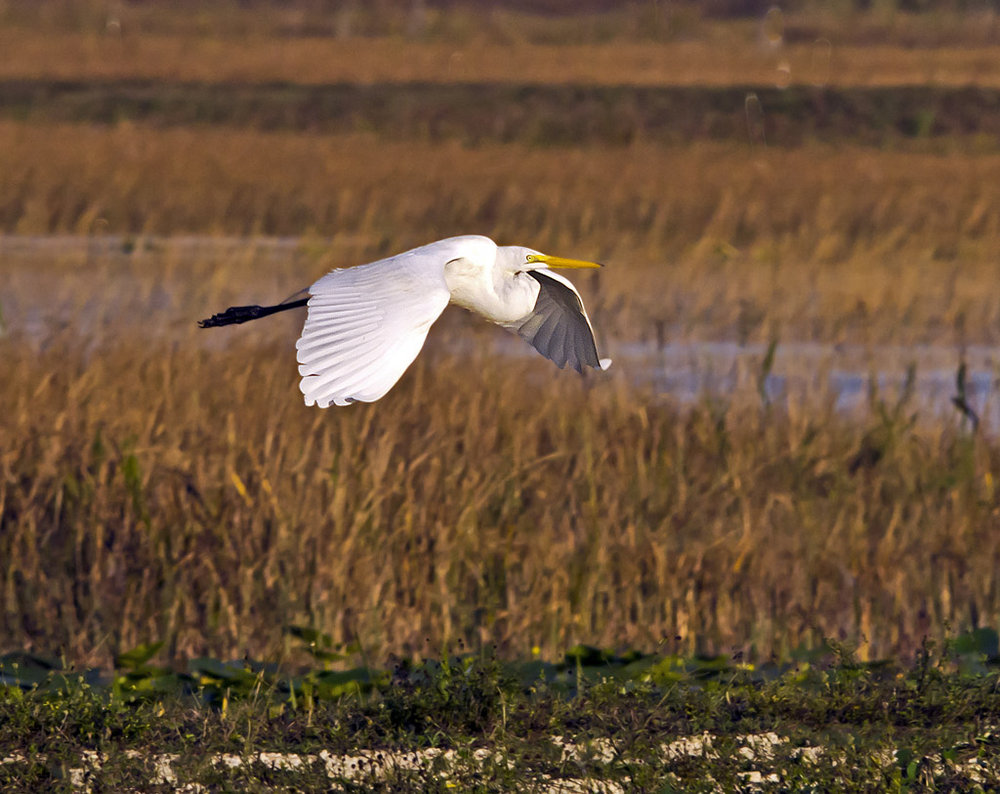 Egret Over Grass