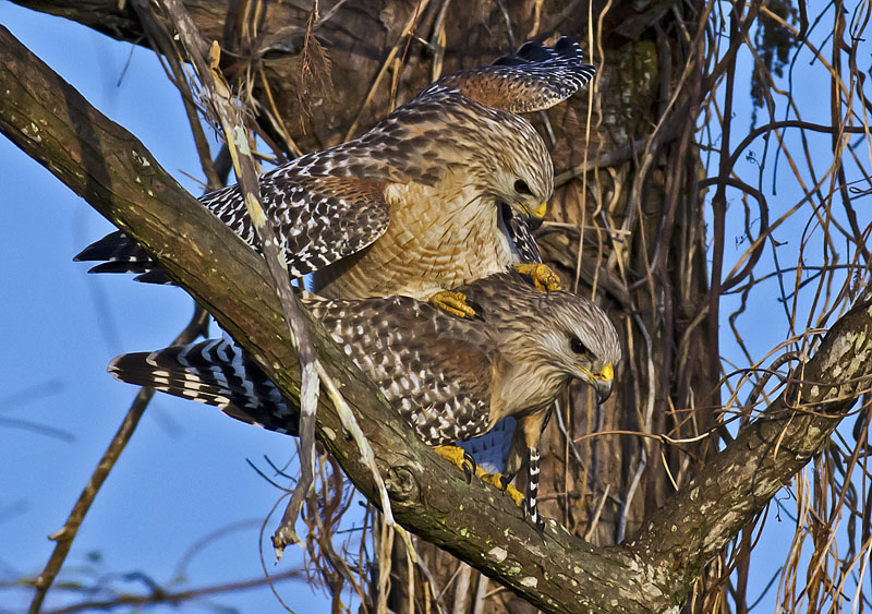 Hawks Mating